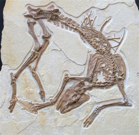 New Fossil Discovery “olive” A Primitive Horse Ancestor From The