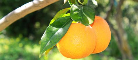 9 Most Popular Italian Citrus Fruits - TasteAtlas
