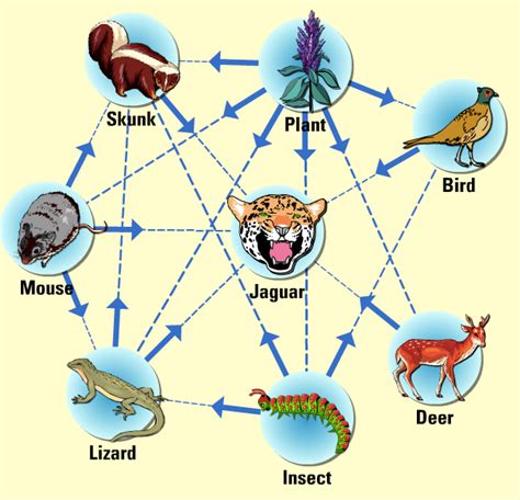 Temperate Forest Food Chain And Food Web Temperate Forest