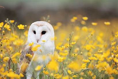 Wallpapers Owls Owl Background Burrowing