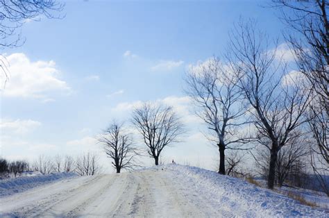 Free Images Landscape Tree Nature Branch Snow Winter Sky