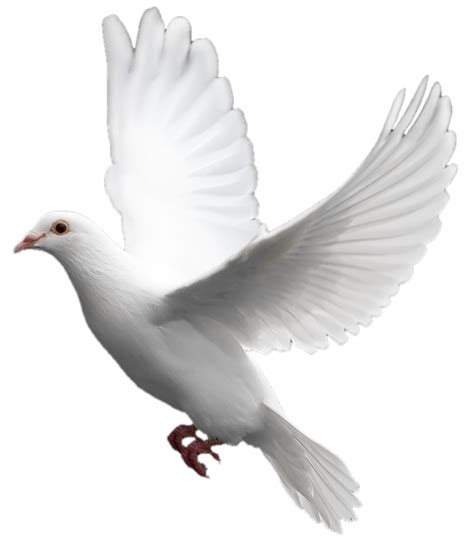 مجموعه تصاویر کبوتر Png رایگان Pigeon Png ضیاءالصالحین