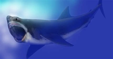 Worlds Biggest Shark The Megalodon Was Three Times Size Of Great White