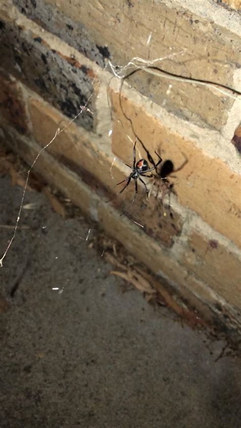 Found Another Beautiful Redback Near The Last One I Posted Obviously