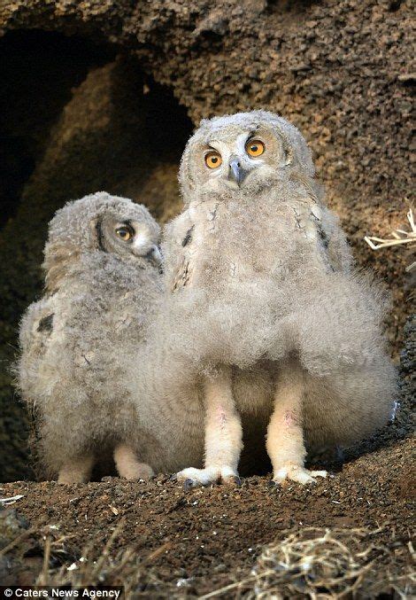 A Hilarious Owl Shows Off His Legs In Israels Judah Desert Funny