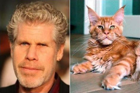 5 Maine Coon Cats That Look Like Celebs