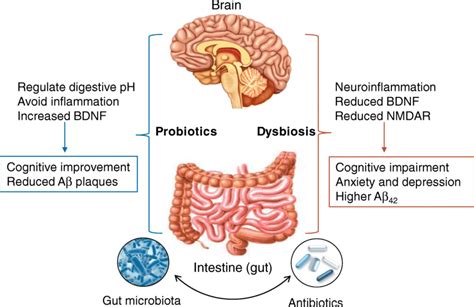 Schematic Representation Of The Role Of Microbiota Gut Brain Axis In