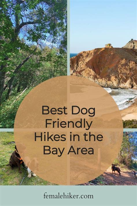 Best Dog Friendly Hikes And Trails In The San Francisco Bay Area Dog