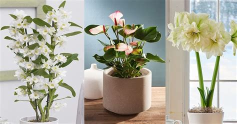 13 Indoor Plants With White Flowers Balcony Garden Web