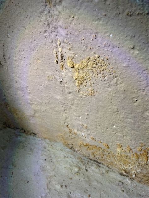 These molds need materials to be very wet for several days to begin growing. Fresh Mold On Basement Walls, Cannot Identify Where It's ...