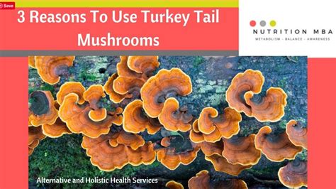 3 reasons to use turkey tail mushrooms youtube