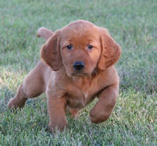 This is the price you can expect to budget for a golden irish with papers but without breeding rights nor show quality. Golden Ridge Hi-Breds - Golden Irish puppies for Sale by ...