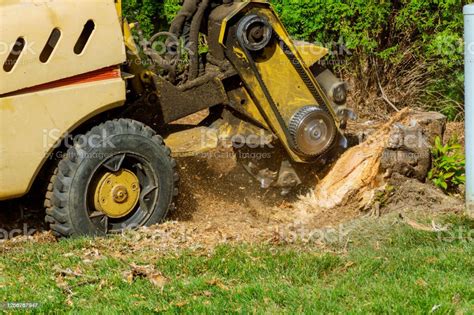 A Stump Is Shredded With Removal Grinding In The Stumps And Roots Into