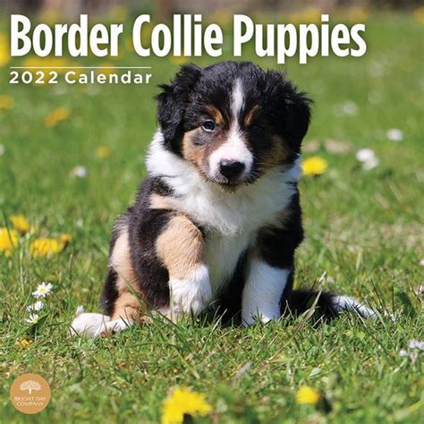 Border Collie Puppies Kalender 2022
