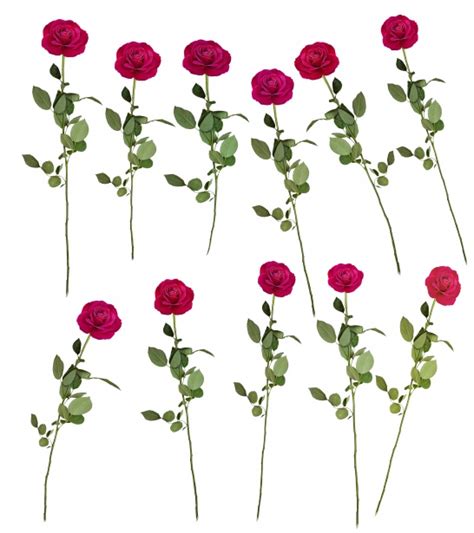 Roses Isolated Free Stock Photo Public Domain Pictures
