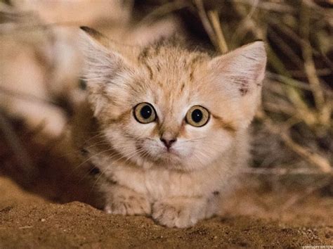 Wild Sand Kittens Caught On Video Are Almost Too Cute To Be Real