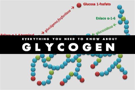 Glycogen Examples