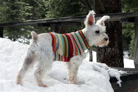 How to Turn an Old Sweater into an Adorable Dog Sweater | Diy dog sweater, Dog sweater pattern ...