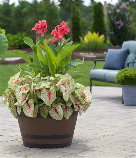 Fresh Ideas For Growing Cannas In Your Garden Home Interior Ideas