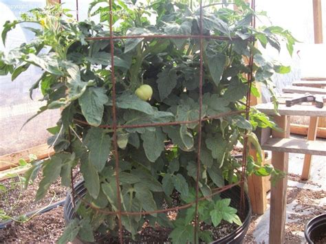 Tomatoes And Peppers Better Bush Hybrid 1 By Cricketsgarden