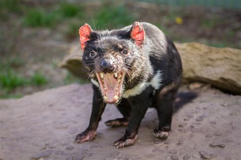 Tasmanian Devil Do Newly Discovered Mating Habits Of Female Tasmanian A Tasmanian Devil