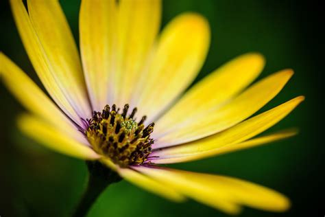 Yellow Flower Details Free Stock Photo - ISO Republic
