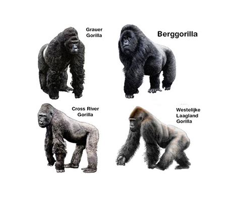 Different Types Of Gorillas