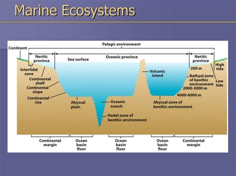 Ppt Marine Ecosystems Powerpoint Presentation Id3785243