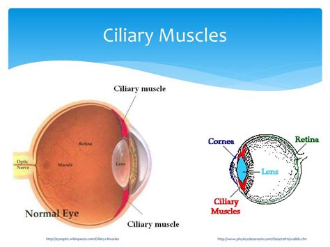 Ppt How The Eye Works Powerpoint Presentation Free Download Id1866941