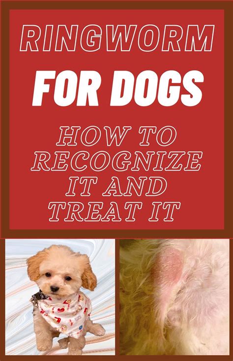 Ringworm In Dogs What Is It And How Is It Treated Images And Photos