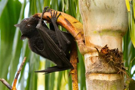 Too Ugly For Science Ugly Rodents And Bats Receive Less Scientific