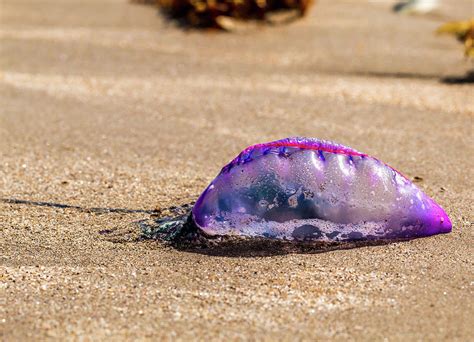 Portuguese Man O War Jellyfish Photograph By Nathaniel Batson Pixels