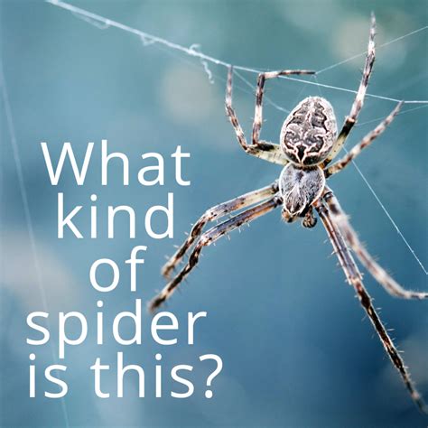 Spider Identification Guide With Photos Owlcation