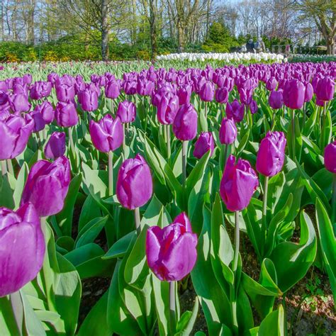 Buy Purple Prince Tulip Online Tulip Bulbs Sale Brecks