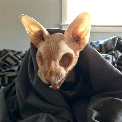 People Cant Decide Whether This Hairless Cat That Lost Its Eyes Is