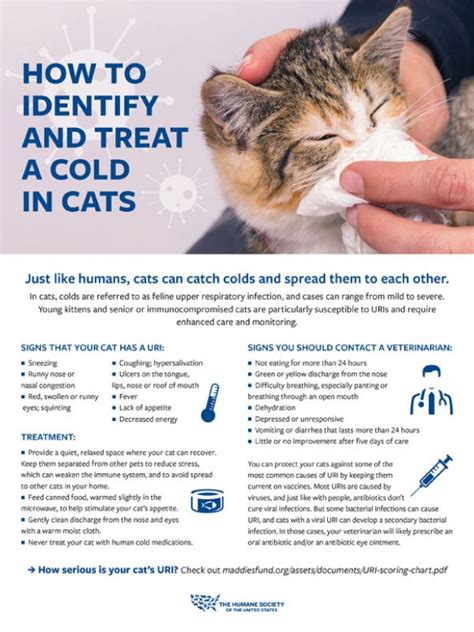 Adopter Handout Colds In Cats Humanepro By The Humane Society Of The