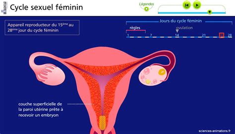 Cycle Sexuel Féminin Vive Les Svt Les Sciences De La Vie Et De La Terre Au Collège Et Au