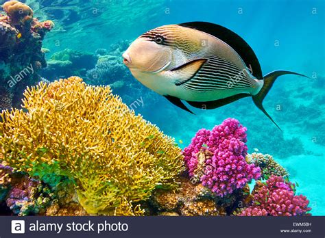 Red Sea Underwater View At Fishes And Coral Reef Marsa