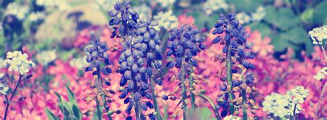 Purple Flowers Facebook Covers For Timeline