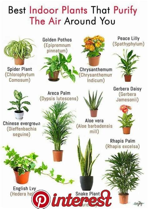 Indoor plants don't get their fair share of sunlight and rain, and thus are solely dependent on the soil for their nourishment. How to Water the 15 Most Popular Houseplants \"When in ...
