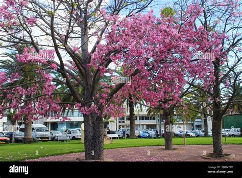 Beautiful Delicate Pink Large Flowers Chorisia Or Ceiba Speciosa