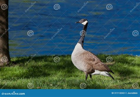 Canadian Goose Stands Tall Looking For Young Stock Image Image Of