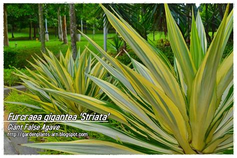 Buku tersebut bertajuk 1001 garden plants in singapore / 1001 tanaman hiasan di singapura. Garden Plants Cik Arn: September 2009