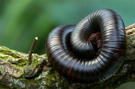 Top 15 Most Dangerous Amazon Rainforest Animals