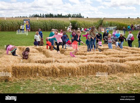 Children Playing In The Hay Bale Maze At The Annual Scarecrow Stock