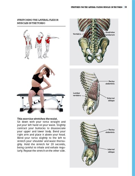 Delaviers Stretching Anatomy Human Kinetics