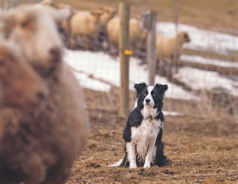 Meet The Dogs Of Bedlam Farm
