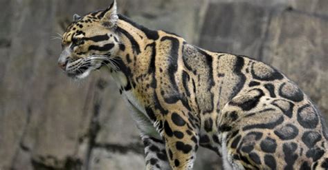 10 Incredible Clouded Leopard Facts Wiki Point