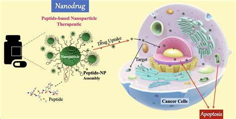 Functionalized Peptide Based Nanoparticles For Targeted Cancer