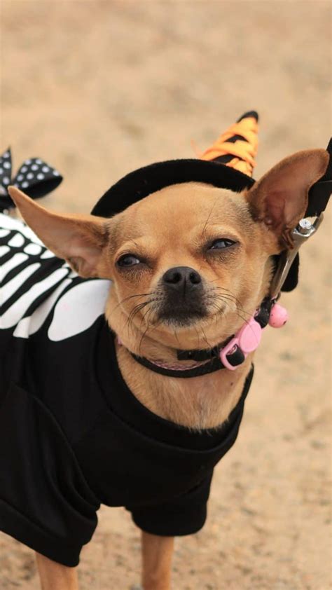 Best Chihuahua Halloween Costumes Diy Ideas Cute And Funny Wallpaper